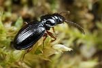 bembidion-mannerheimii-foto-koehler