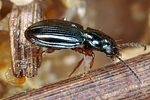 bembidion-mannerheimii2-foto-altmann