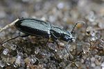 bembidion-minimum-foto-faasen