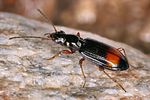 bembidion-modestum4-foto-koehler