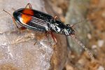 bembidion-modestum5-foto-koehler