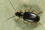bembidion-monticola-foto-altmann