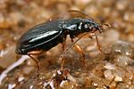 bembidion-monticola-foto-koehler