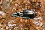 bembidion-monticola2-foto-koehler