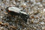 bembidion-normannum-foto-faasen