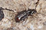 bembidion-normannum-foto-koehler