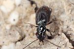 bembidion-normannum2-foto-koehler