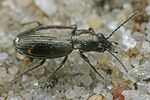 bembidion-obliquum-foto-faasen