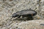 bembidion-obliquum2-foto-faasen