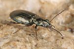 bembidion-obliquum2-foto-koehler