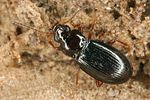 bembidion-obtusum2-foto-koehler