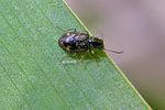 bembidion-octomaculatum-foto-keresztes