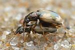 bembidion-pallidipenne-couple-foto-hall
