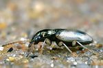 bembidion-pallidipenne-foto-hall