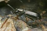 bembidion-properans-foto-faasen