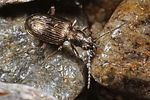 bembidion-punctulatum3-foto-koehler