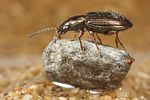 bembidion-punctulatum4-foto-koehler