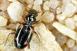 bembidion-quadrimaculatum-foto-altmann