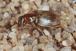 bembidion-ruficolle-foto-koehler