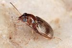 bembidion-ruficolle2-foto-koehler