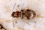 bembidion-ruficolle4-foto-koehler