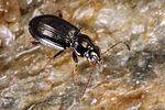 bembidion-schueppeli-foto-koehler
