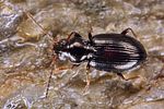 bembidion-schueppeli2-foto-koehler