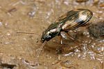 bembidion-semipunctatum-foto-koehler
