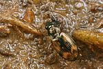 bembidion-semipunctatum2-foto-koehler