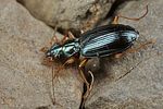 bembidion-siculum-rude2-foto-fjkoehler