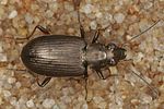 bembidion-striatum-foto-benisch