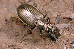 bembidion-striatum2-foto-koehler