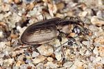 bembidion-striatum4-foto-koehler