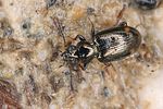 bembidion-tenellum-foto-koehler