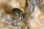 bembidion-tenellum2-foto-koehler