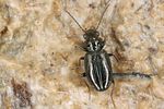 bembidion-tenellum3-foto-koehler