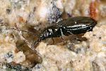 bembidion-tenellum4-foto-koehler
