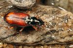 bembidion-testaceum5-foto-koehler