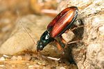 bembidion-testaceum6-foto-koehler