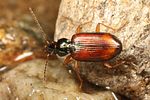 bembidion-testaceum7-foto-koehler