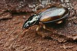 bembidion-tetracolum-foto-faasen