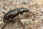 bembidion-tetracolum-foto-hall
