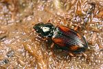 bembidion-tetracolum3-foto-koehler