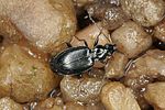 bembidion-tibiale-foto-benisch