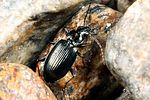 bembidion-tibiale2-foto-koehler