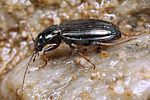 bembidion-tibiale4-foto-koehler