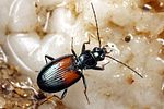 bembidion-varicolor2-foto-koehler