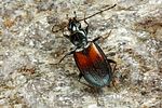 bembidion-varicolor4-foto-koehler