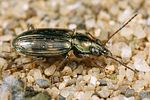 bembidion-varium-foto-koehler