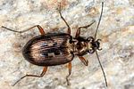 bembidion-velox-foto-koehler